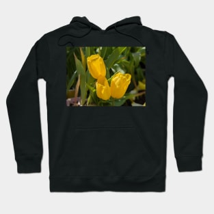 Three Yellow Tulips Hoodie